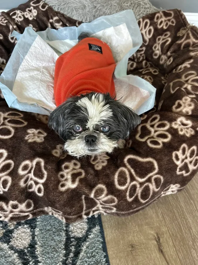 BluePearl Pet Hospital