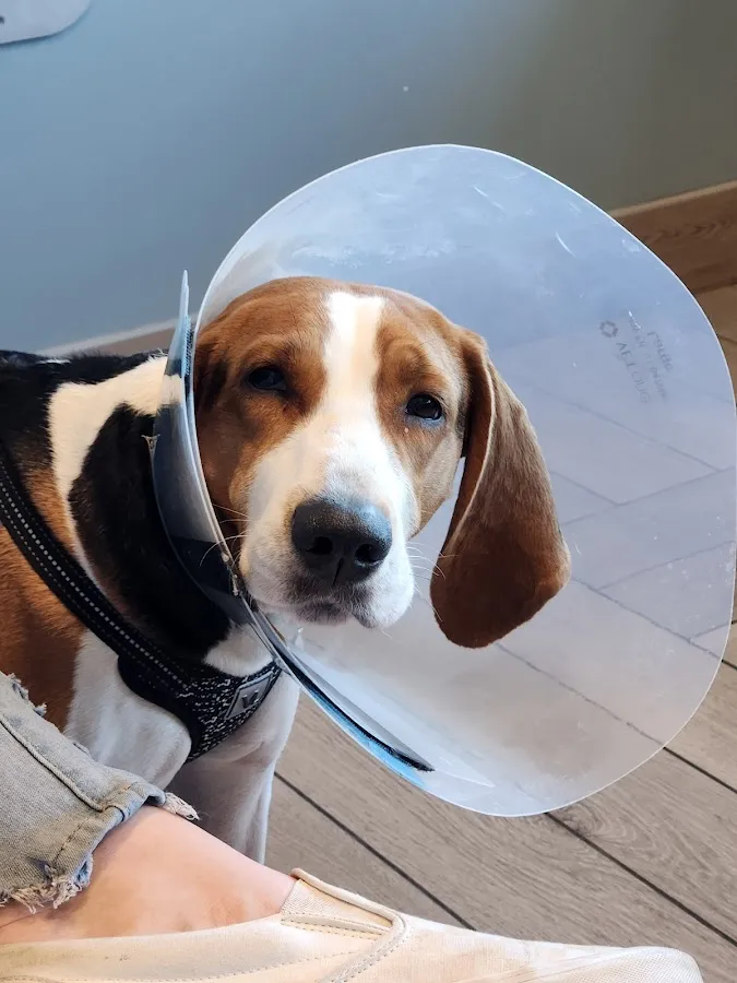 BluePearl Pet Hospital