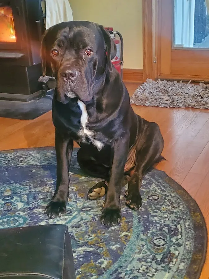 BluePearl Pet Hospital photo 2