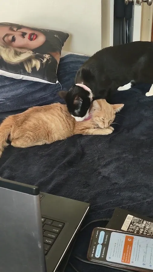 BluePearl Pet Hospital photo 3