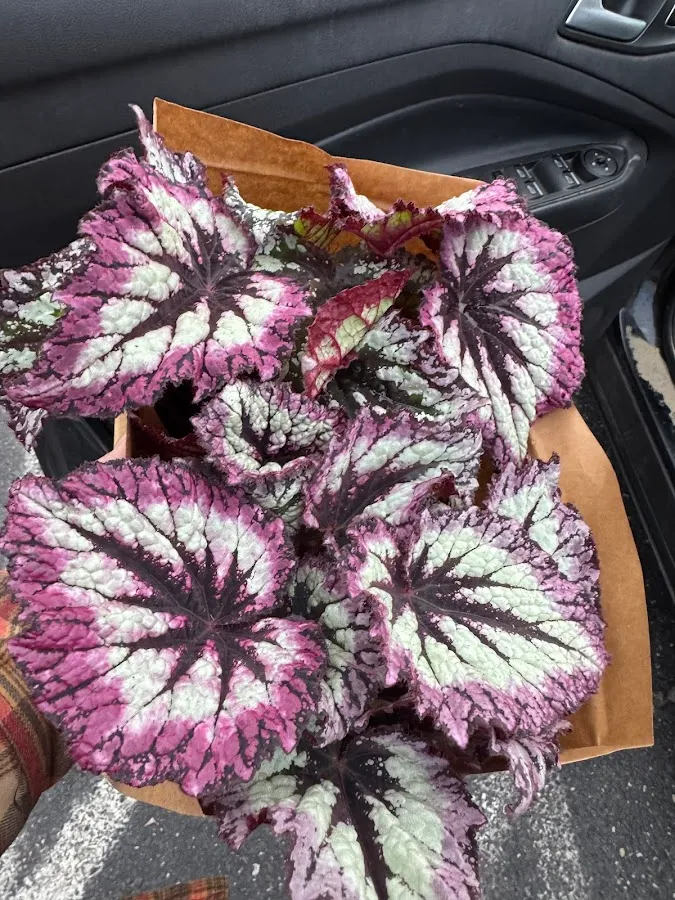 Bob's Garden Center photo 2