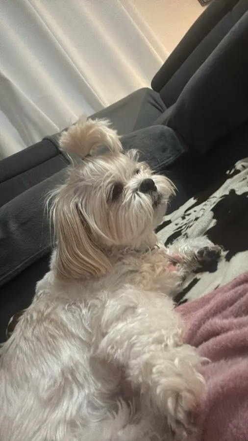 Bond Vet - Edgewater photo 3