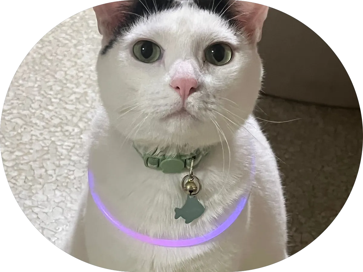 Bond Vet - Edgewater photo 5