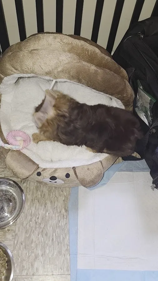 Bond Vet - Upper West Side at 91st Street photo 3