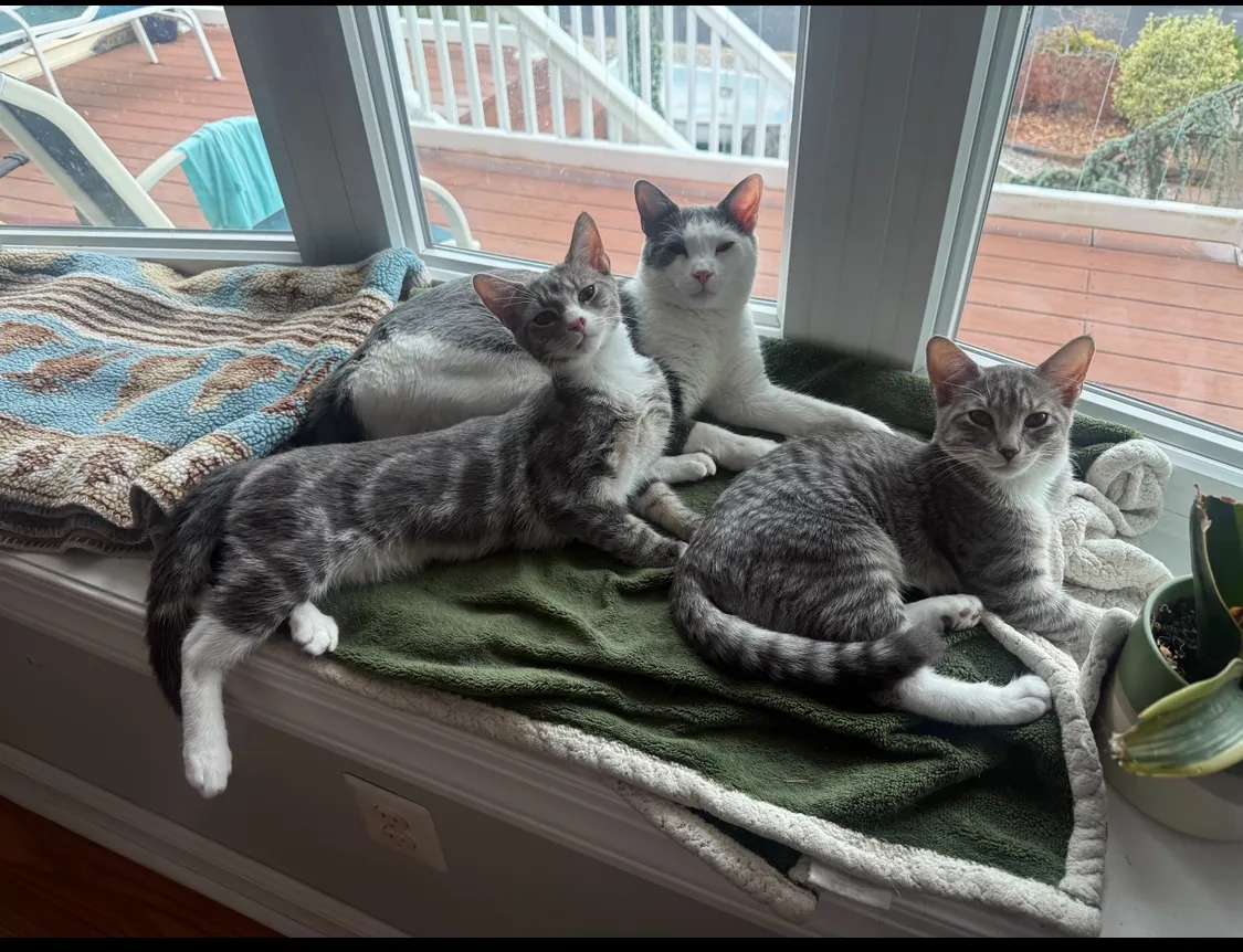 Brick Town Veterinary Hospital photo 2