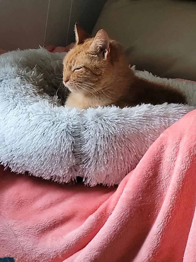 Brigantine Animal Hospital