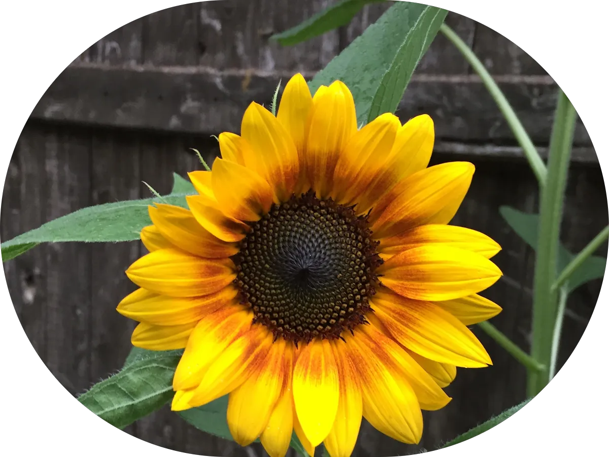 Bruynell Electric LLC photo 3