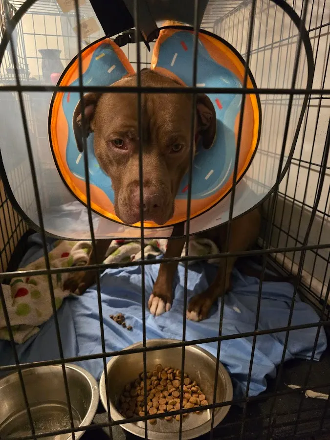 Bryan Animal Hospital photo 2