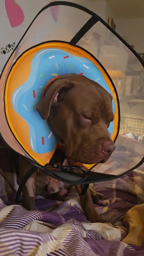 Bryan Animal Hospital photo 3