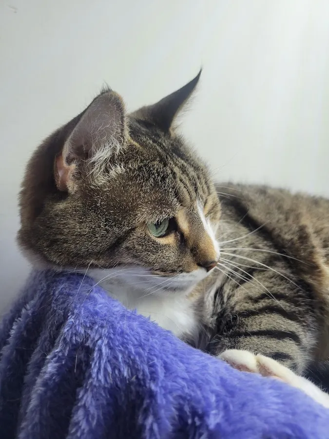 Bryan Animal Hospital photo 4