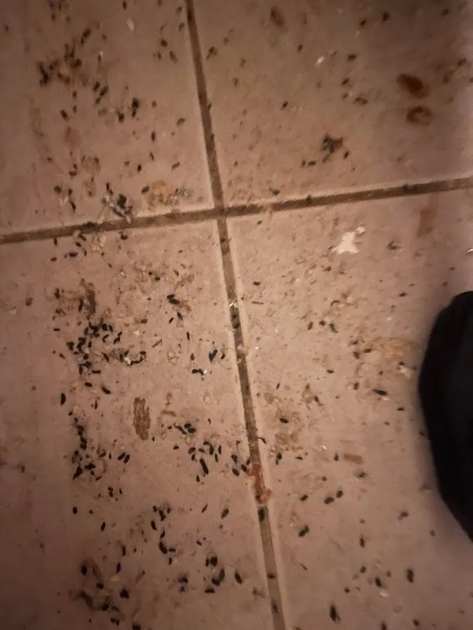 B-Shield Pest Solutions photo 3