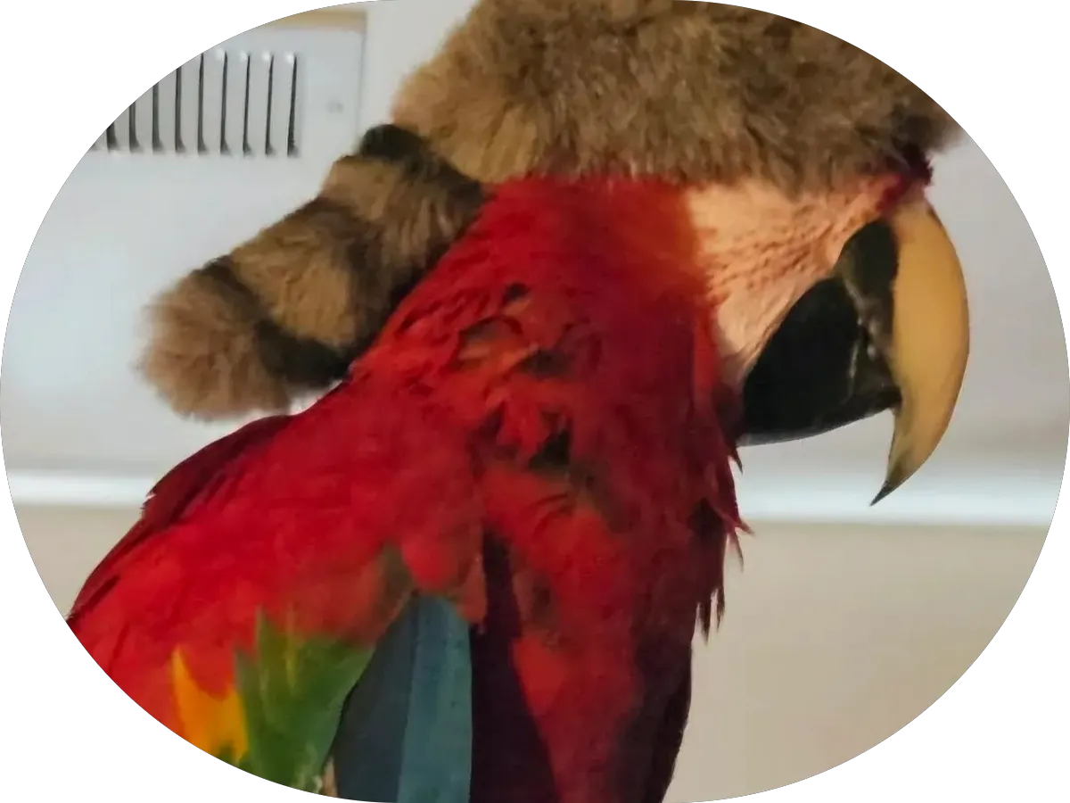 Buonadonna & Benson PC: Buonadonna Anthony