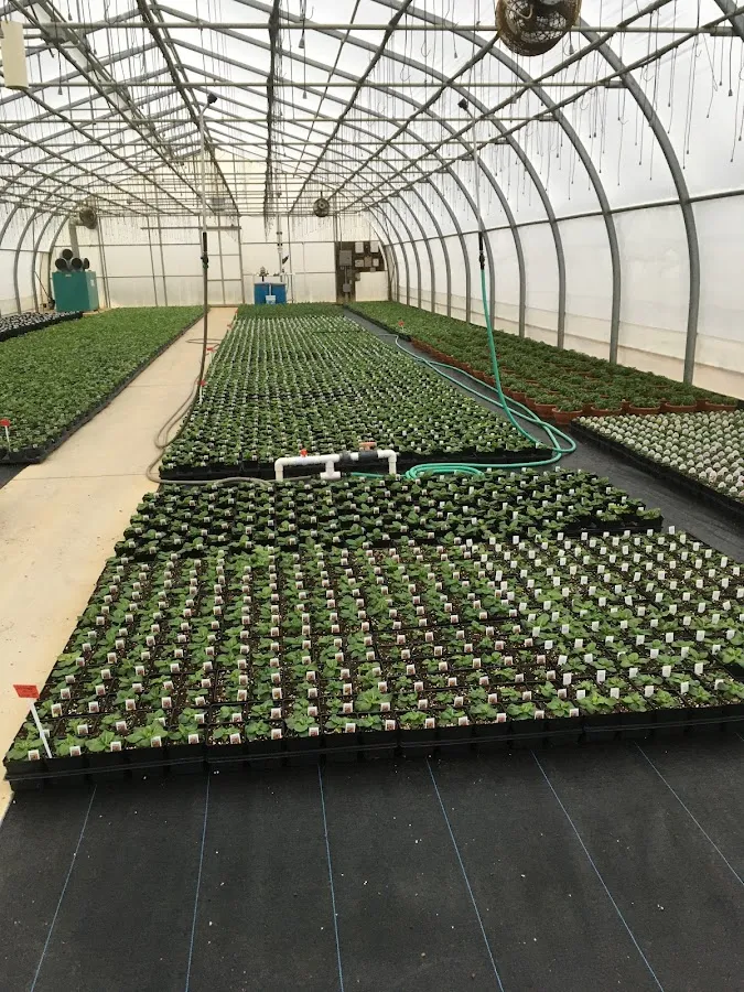 C & M Flower Growers Inc