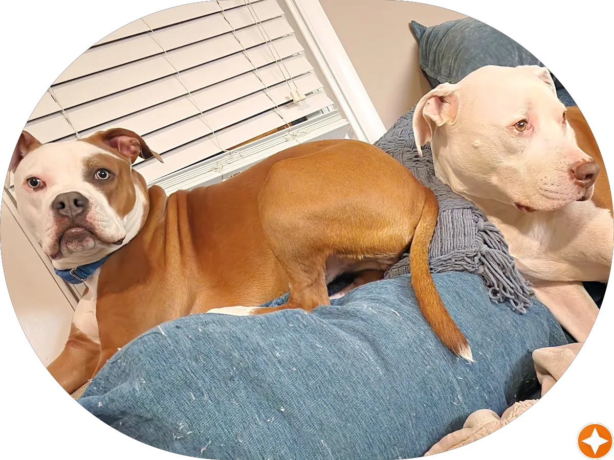 Camden's Electrical Pros photo 2