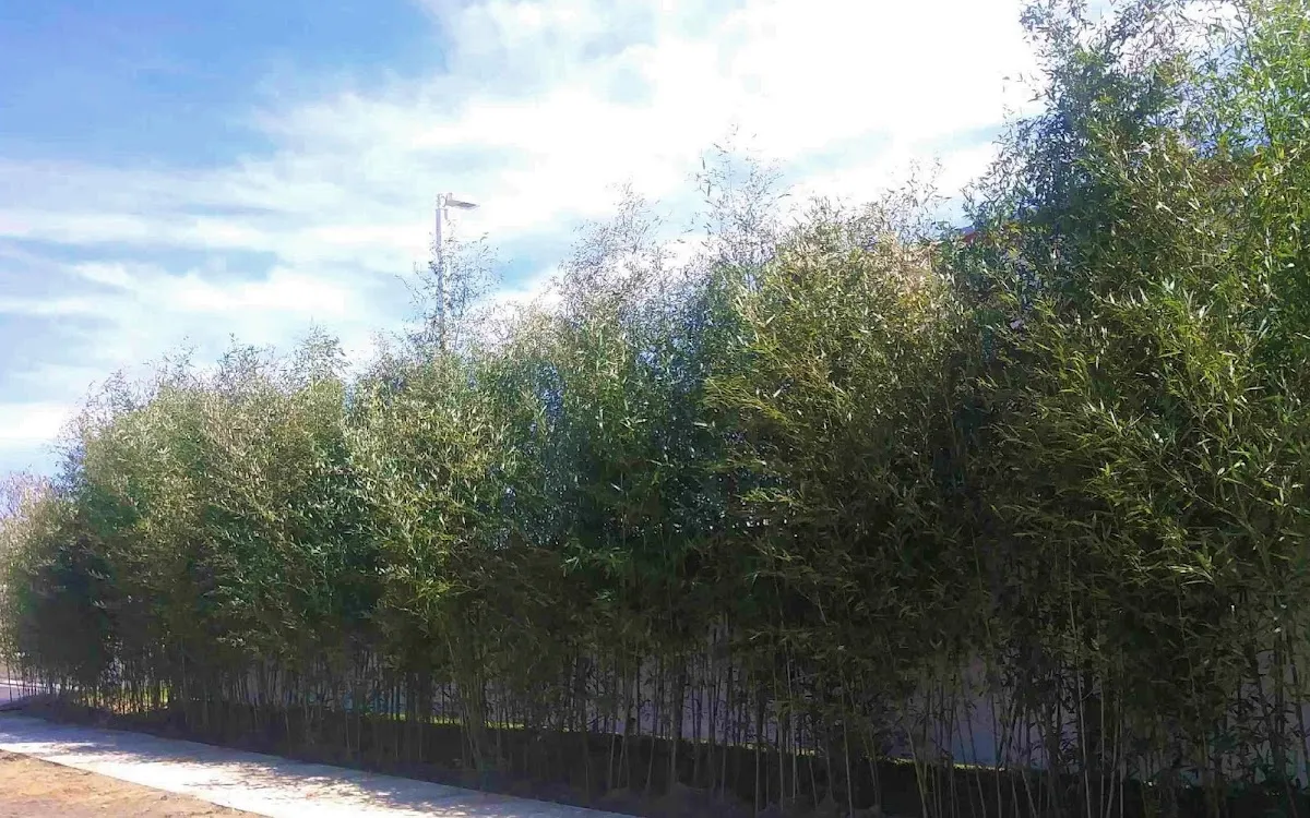 Cape May Bamboo Farms