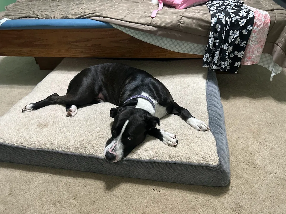 Cape May County Animal Shelteradopt