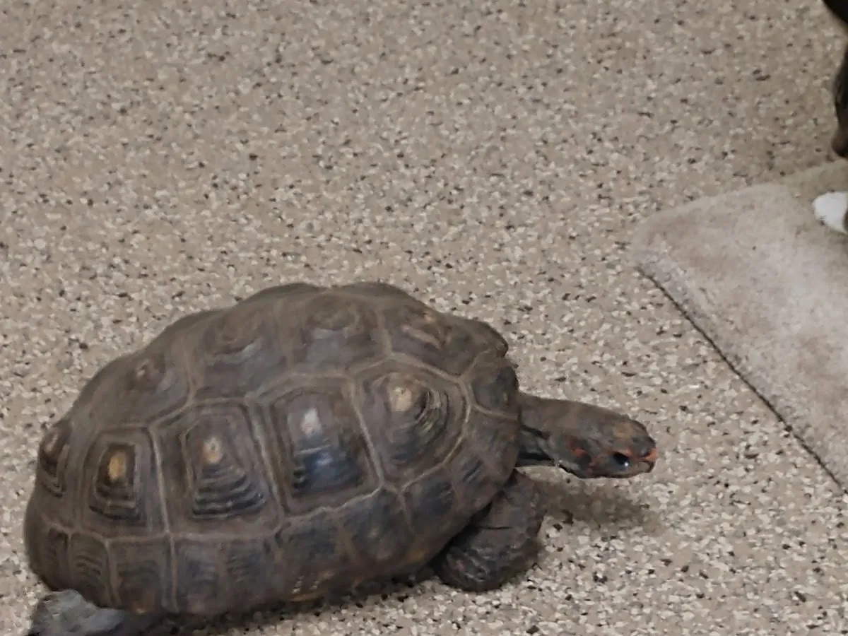 Cape May County Animal Shelteradopt photo 5