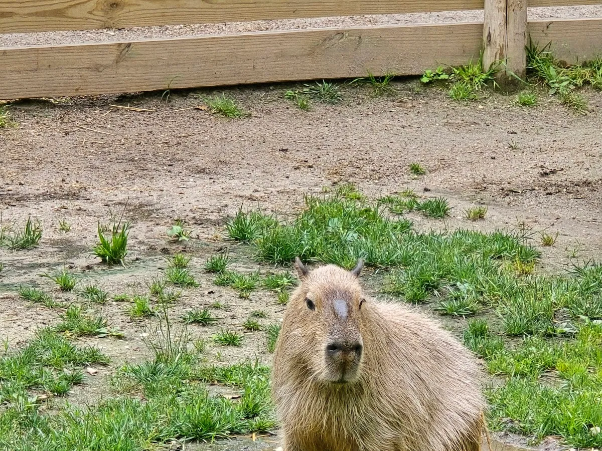 Capybara