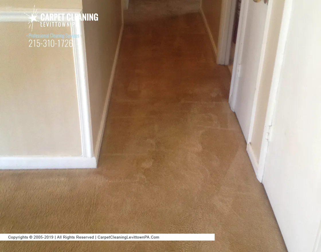 Carpet Cleaning Levittown PA photo 2