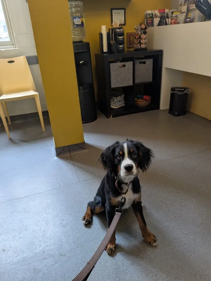 Center City Veterinary Hospital photo 3