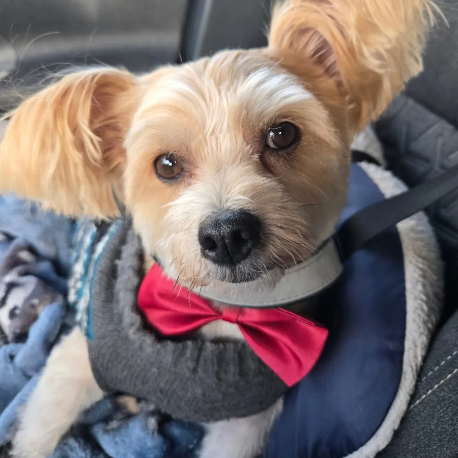 Cherry Hill Animal Hospital photo 2