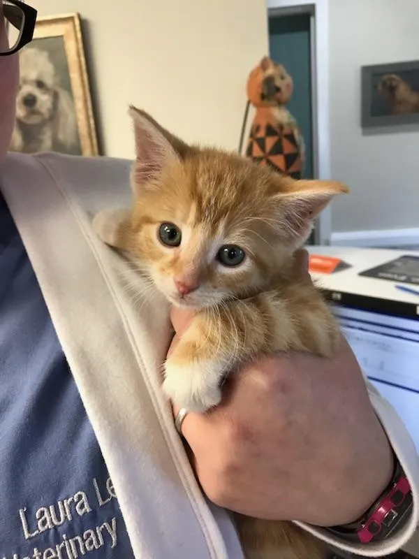 Cherry Hill Animal Hospital photo 5