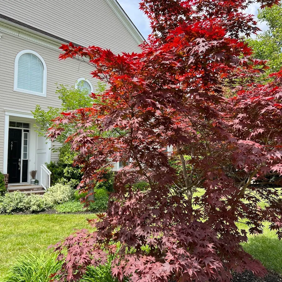 Cherry Hill Township photo 2