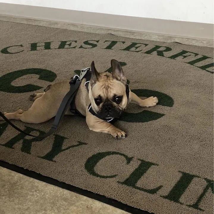 Chesterfield Veterinary Clinic photo 2