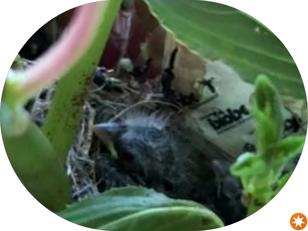 Chester's Plants & Flowers photo 5