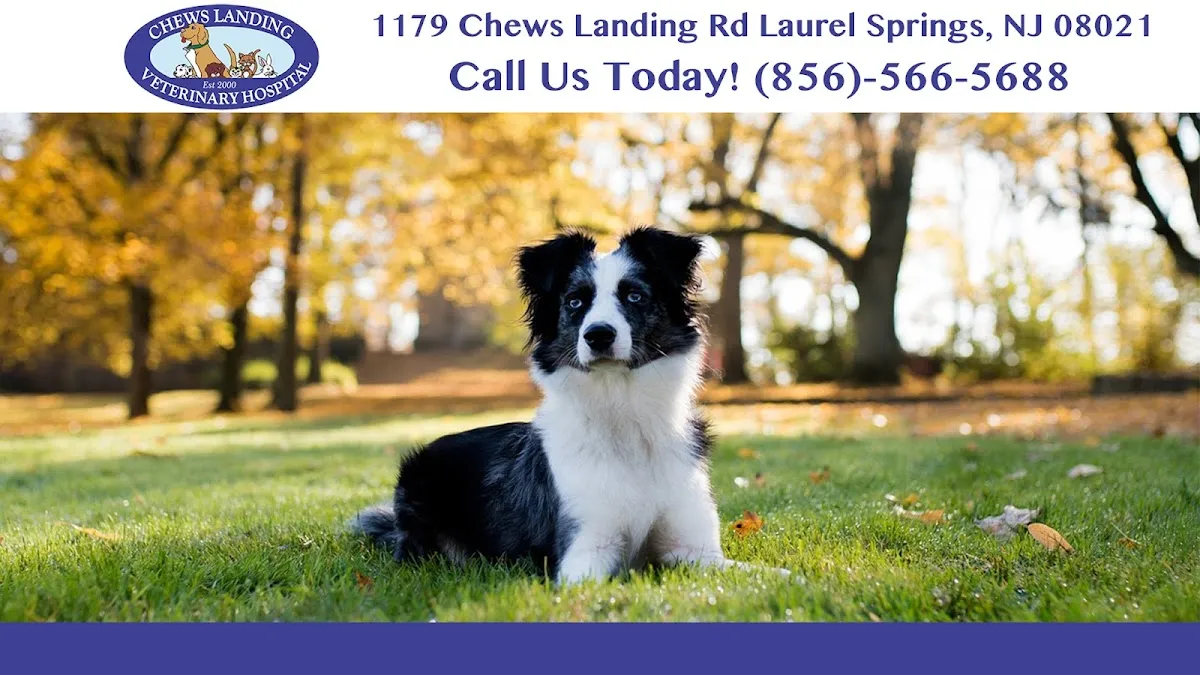 Chews Landing Veterinary Hospital