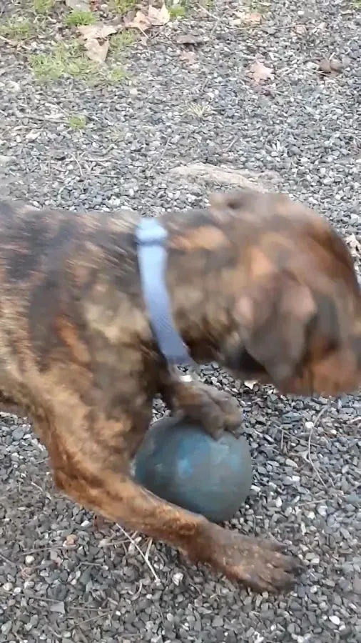 Christys Canine Camp photo 3