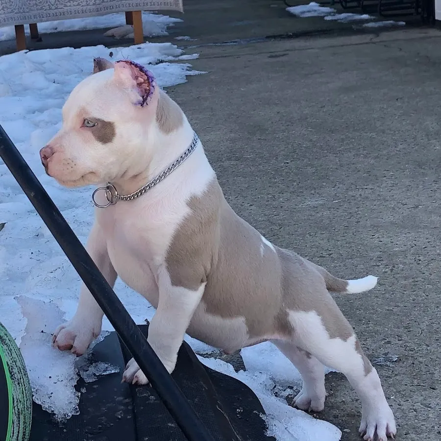 Church Road Animal Hospital photo 2