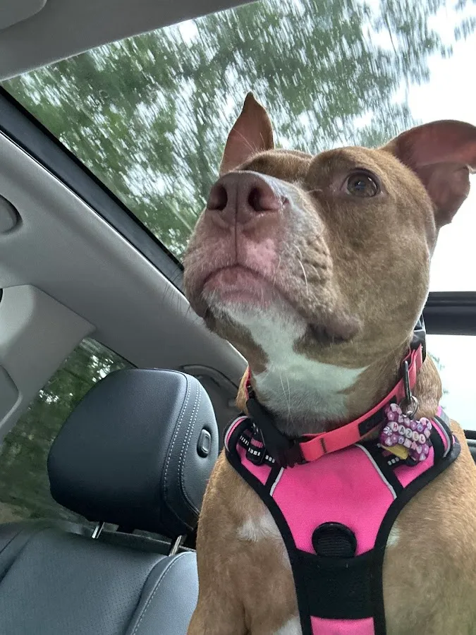 Coastal Pines K9 | Burlington County, NJ