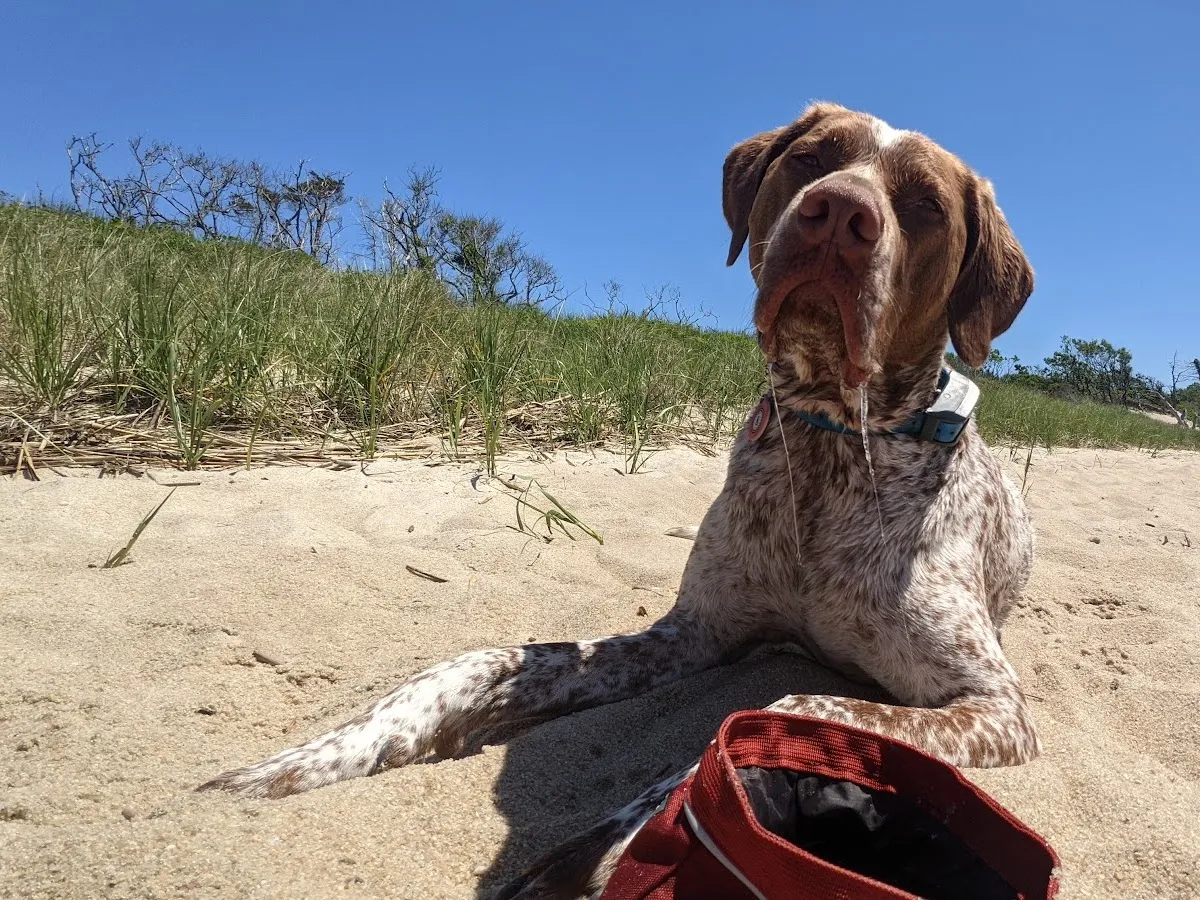 Colie's Pet Sitting and Services