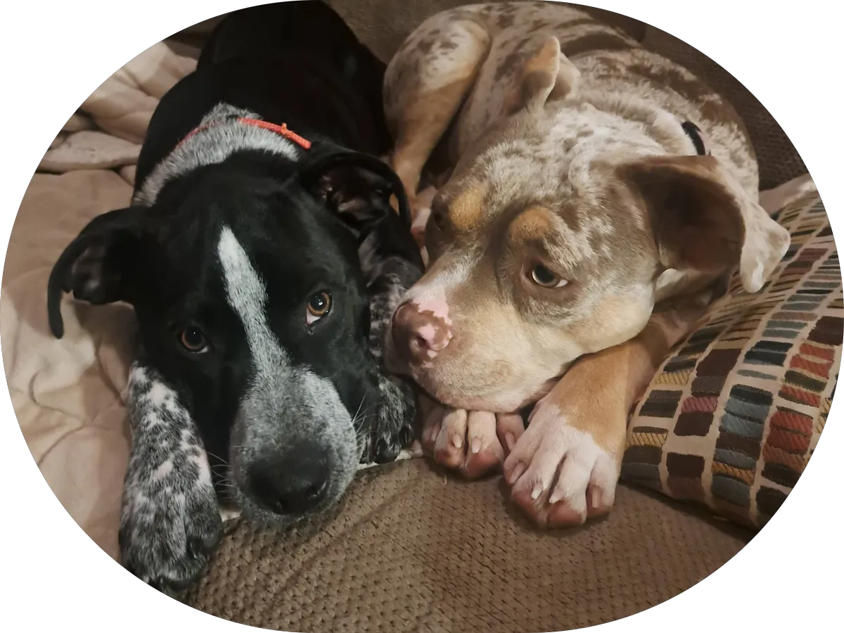 Complete K9 Services photo 5