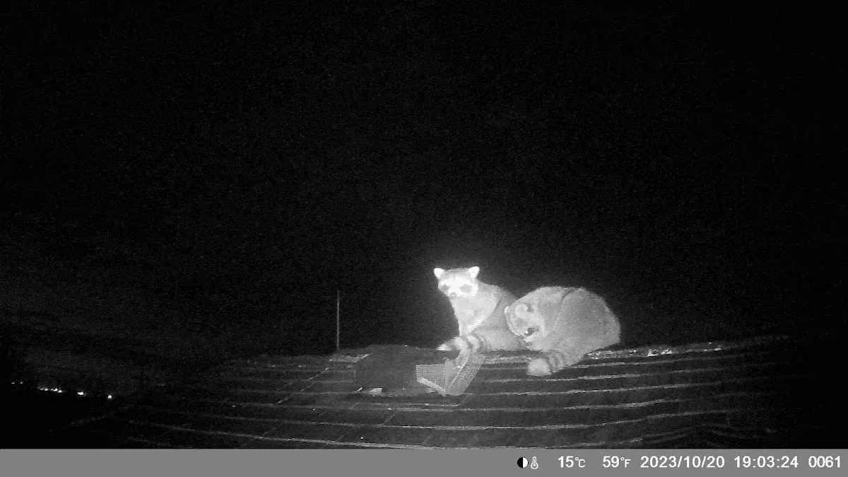 Conscious Critter Removal