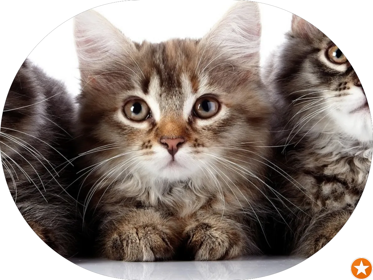 Copyland Imaging photo 3