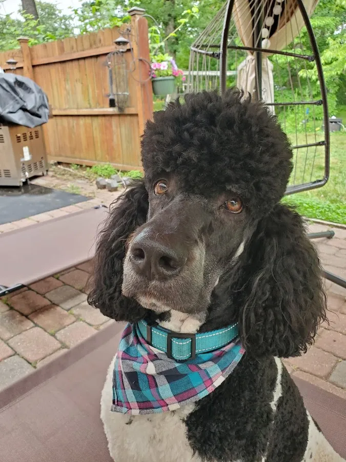 Country Haven Kennels & Dog Park