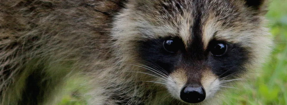 Critter Guard photo 2