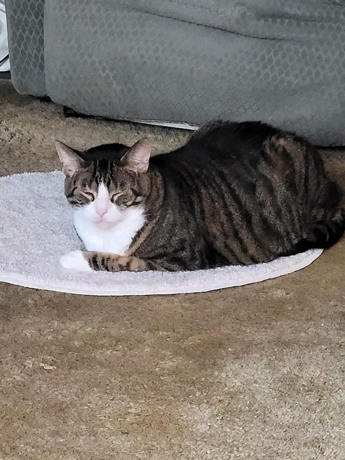 Crown Veterinary Specialists