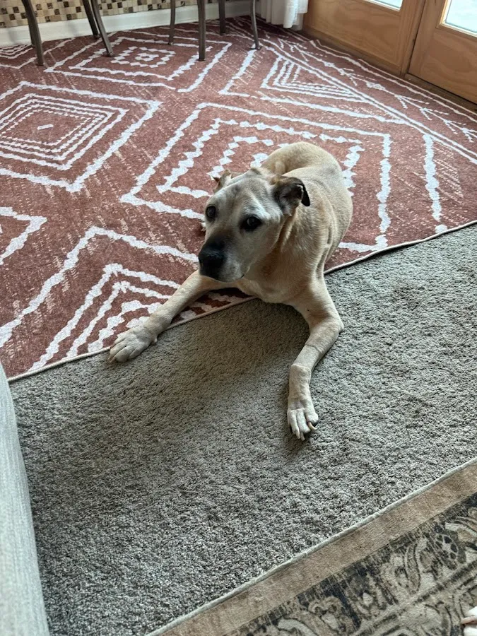 Crown Veterinary Specialists photo 2