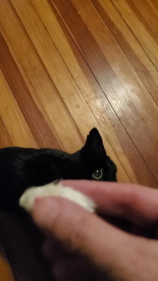 Crown Veterinary Specialists photo 3