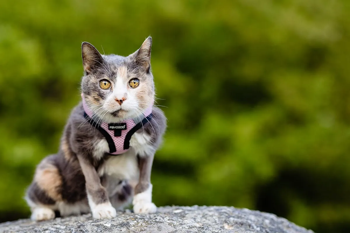 Crown Veterinary Specialists photo 5