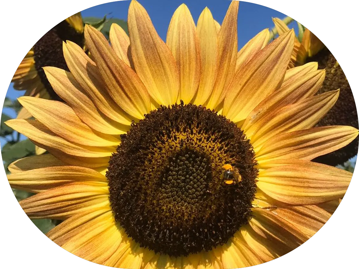 Cynthea's Spa Vermont photo 5