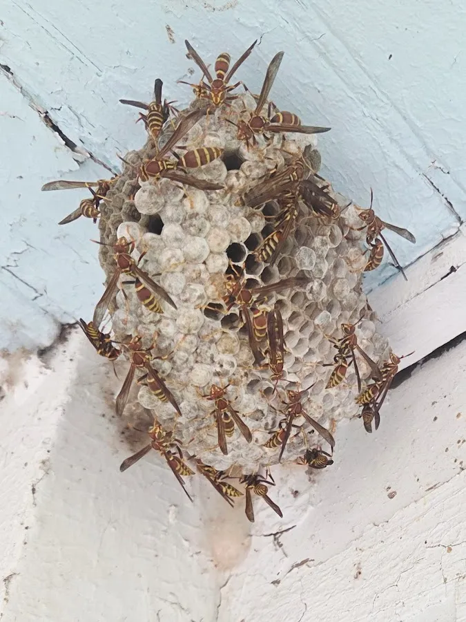 Dan Can Home Services L.L.C photo 4