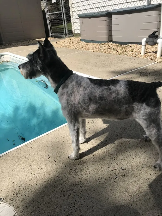 Dave’s dog grooming