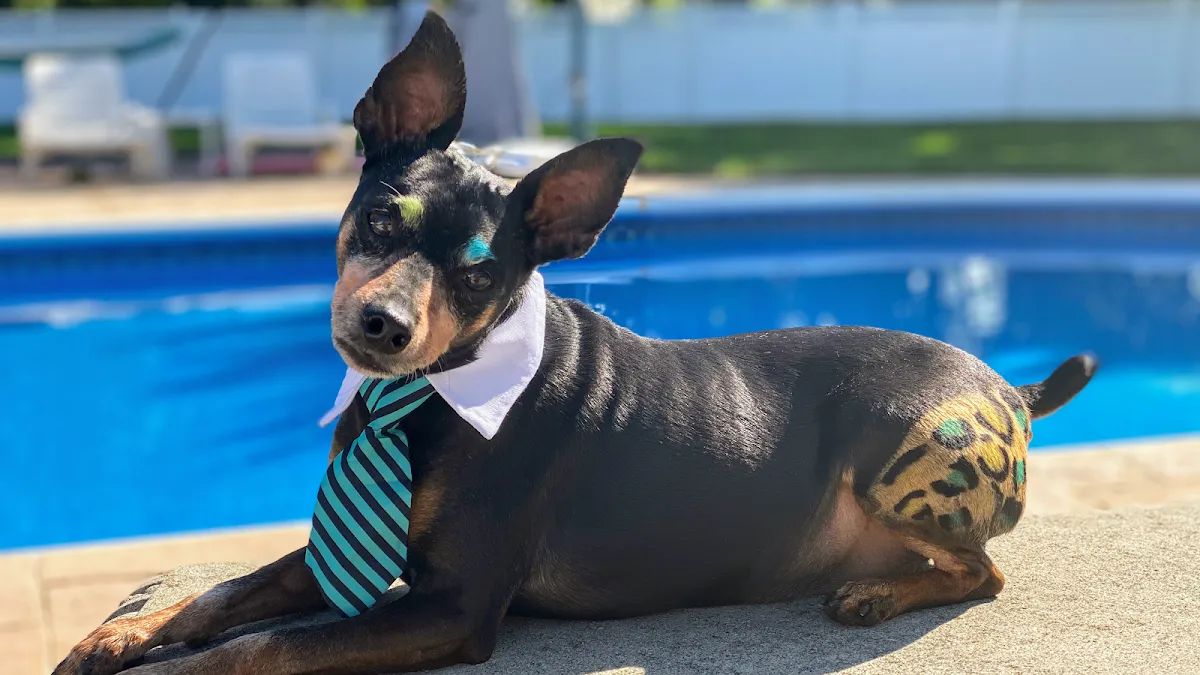 Debonair Dog