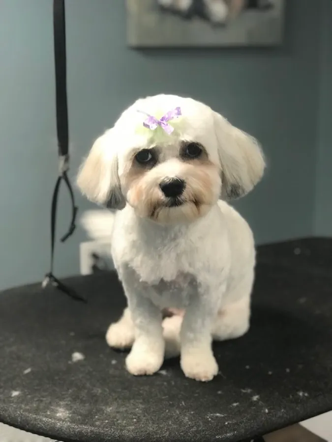 Debonair Dog photo 4