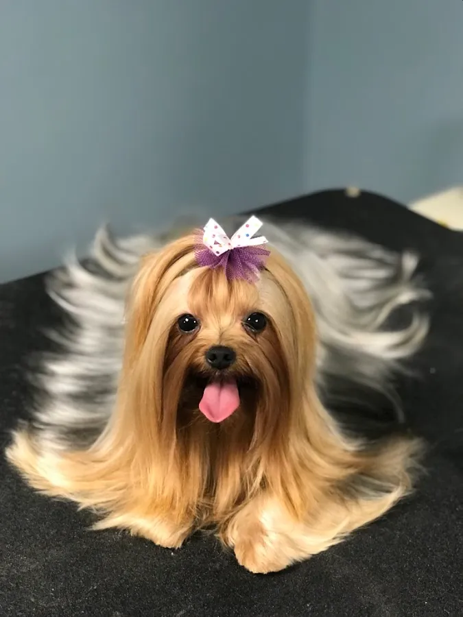 Debonair Dog photo 5