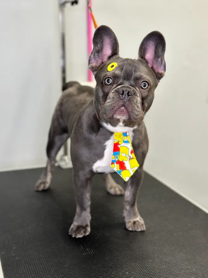 Deborah’s Pawfection photo 2